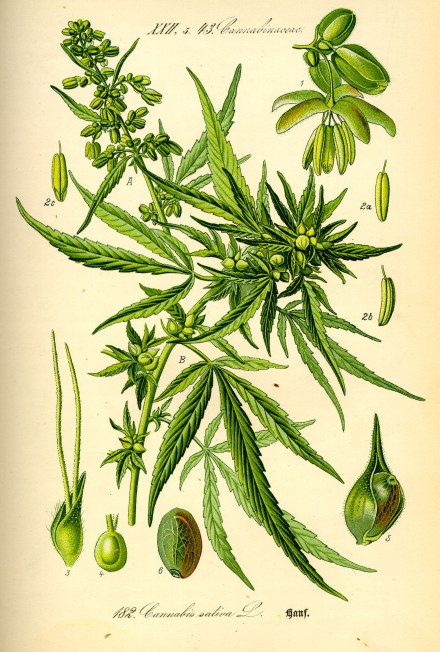 Illustration, Cannabis sativa, 1800s. Permission granted to use under GFDL by Kurt Stueber.